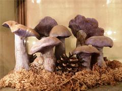 149 MUSEE DU CHAMPIGNON A  SAUMUR 2016 2_000014